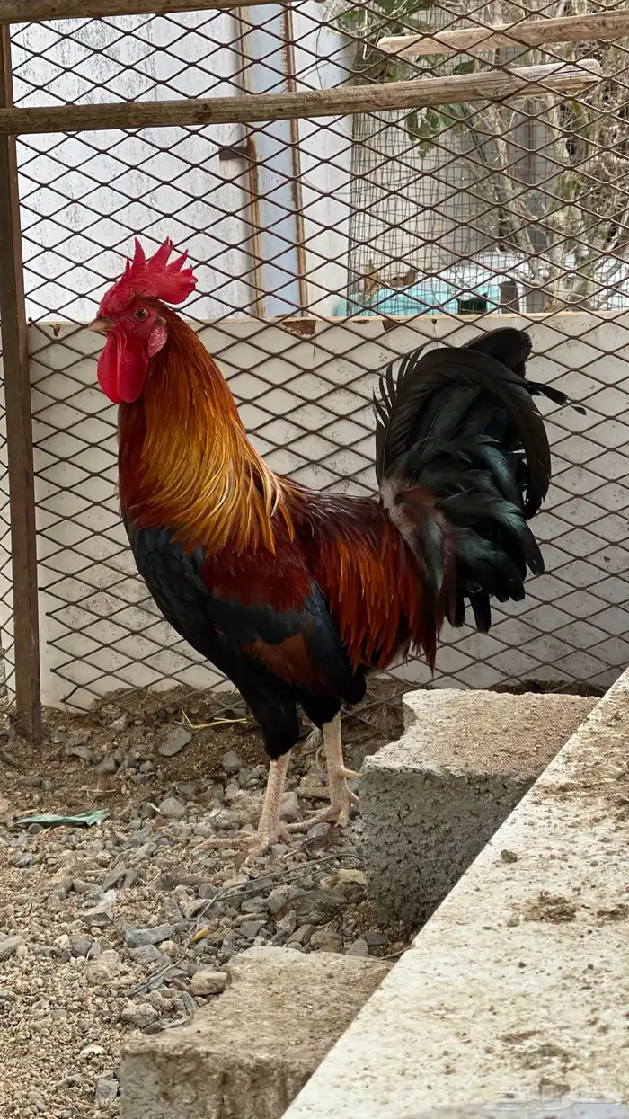 ديك فري سيافي التفاصيل في اعلاني السابق يوجد ديوك غيره 7