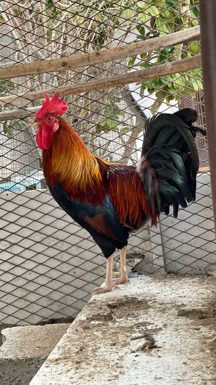 ديك فري سيافي التفاصيل في اعلاني السابق يوجد ديوك غيره 3