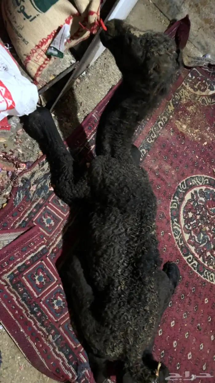 قعود ضيار ولاد اليوم 0