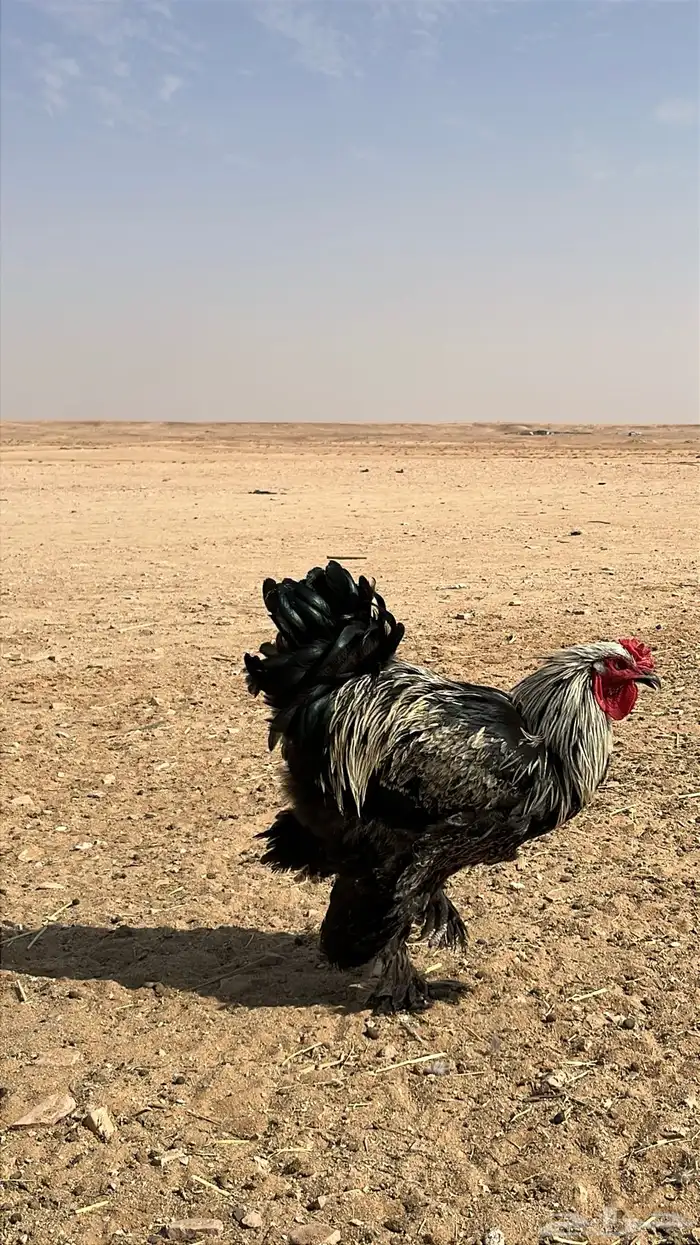 للبيع ديوك و دجاج بياض برامه كولومبي فاخر 3