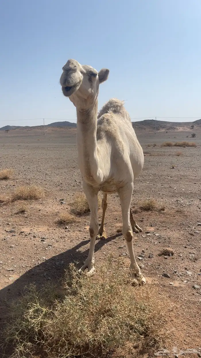 ناقه لقحه كفو 2