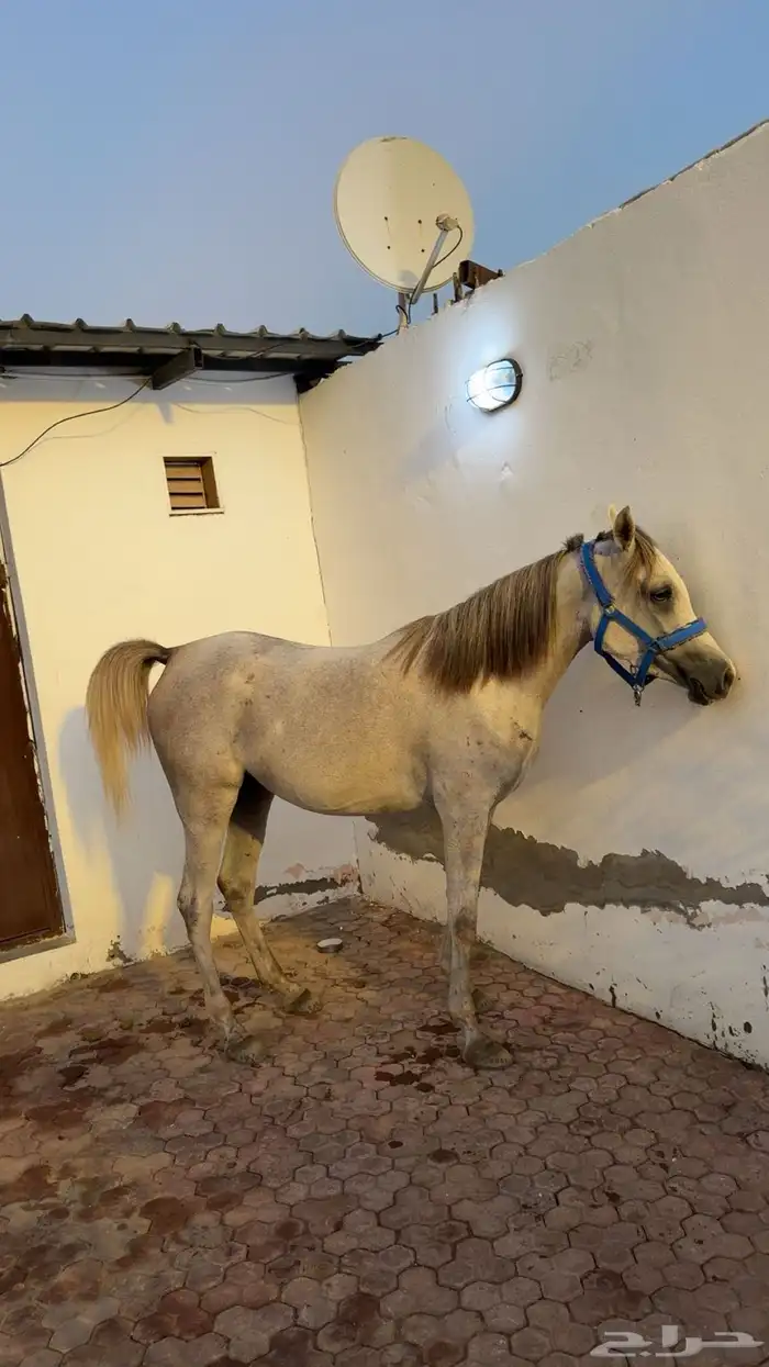 فرس واهو لقاح 6