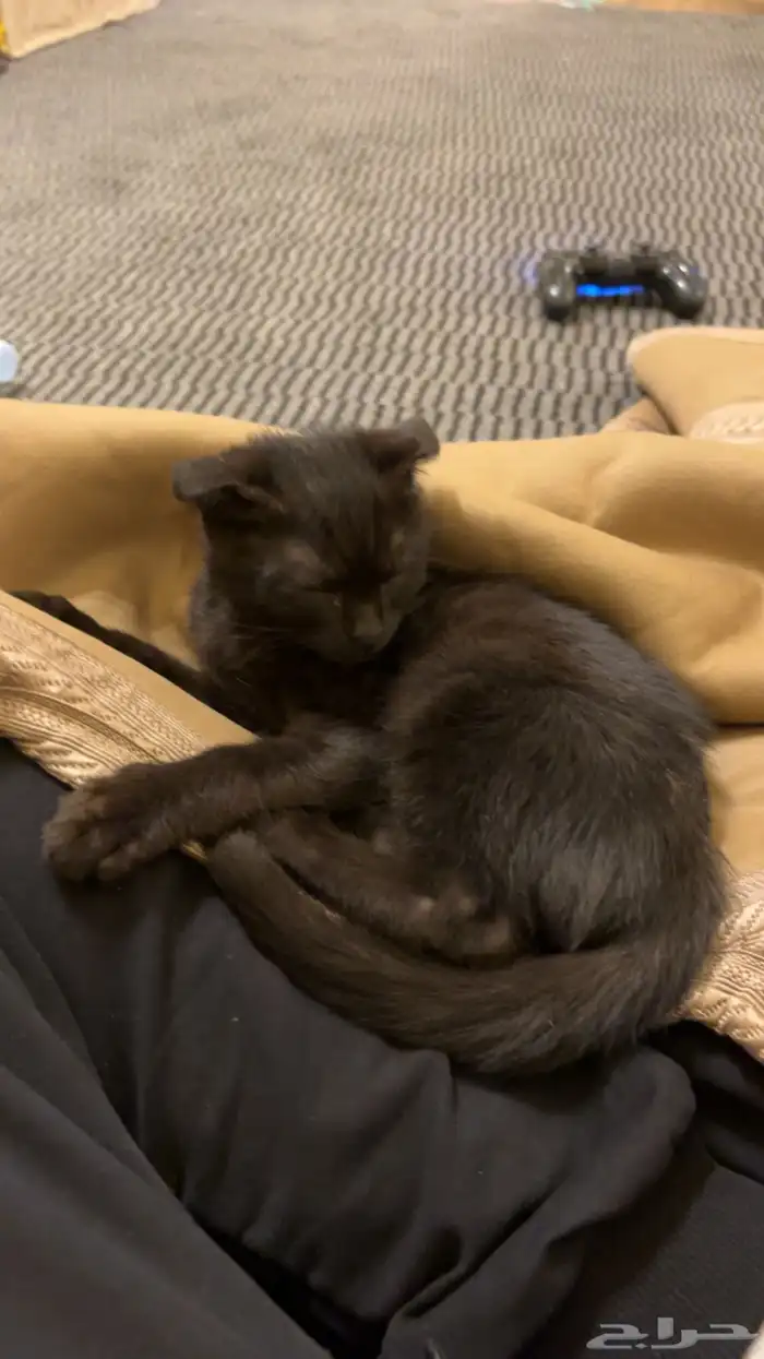 قطه للتبني سكوتش فولد ذكر مع أغراضه كامله 2