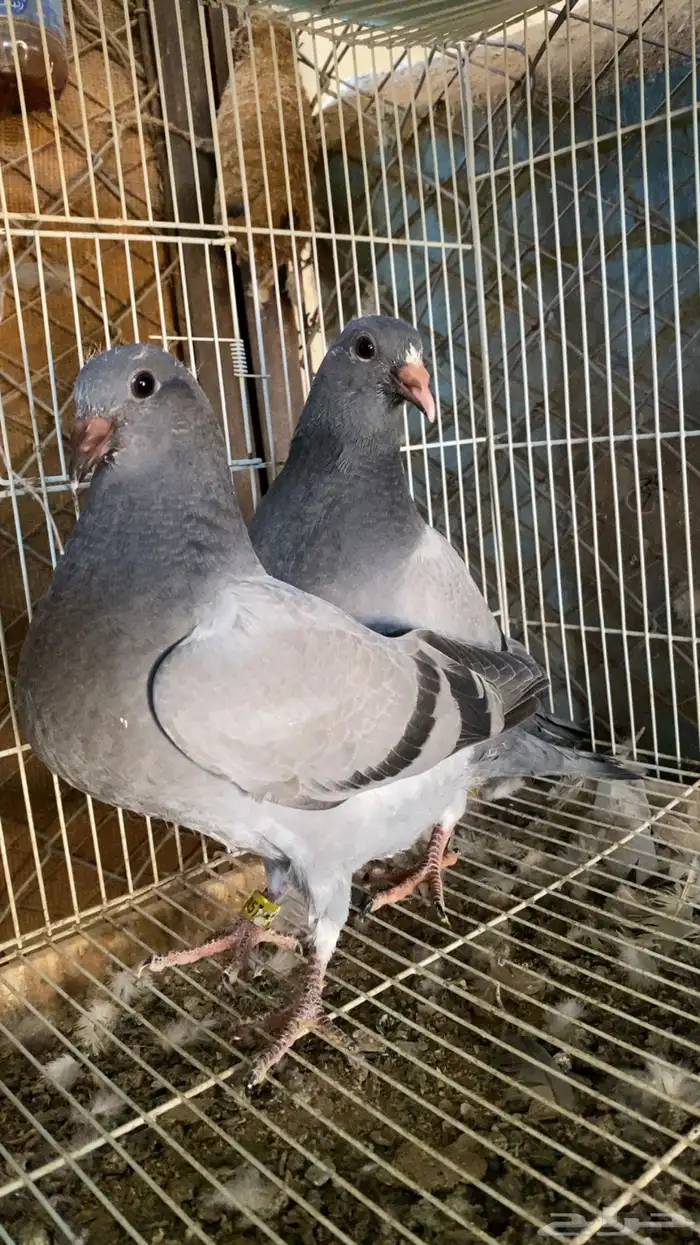 طبه زاجل 2024 0