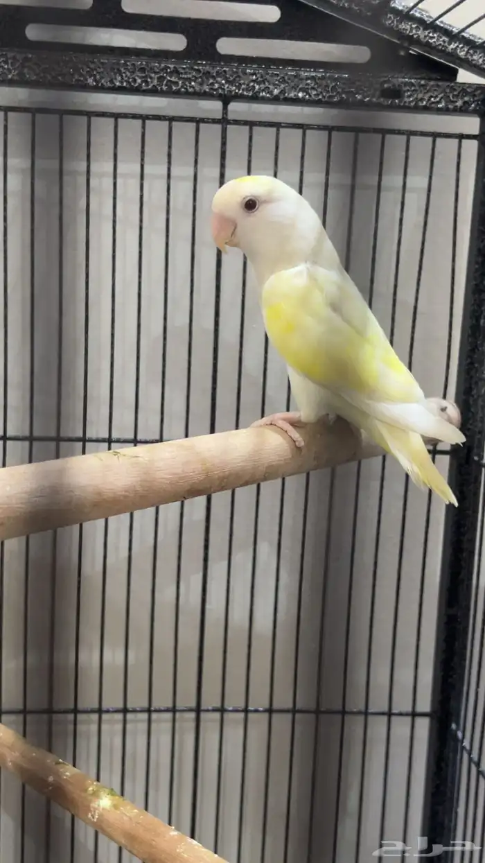 انثايتين روز اينو 0