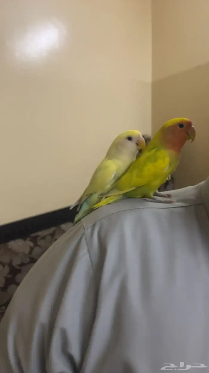 بسم الله الرحمن الرحيم 2