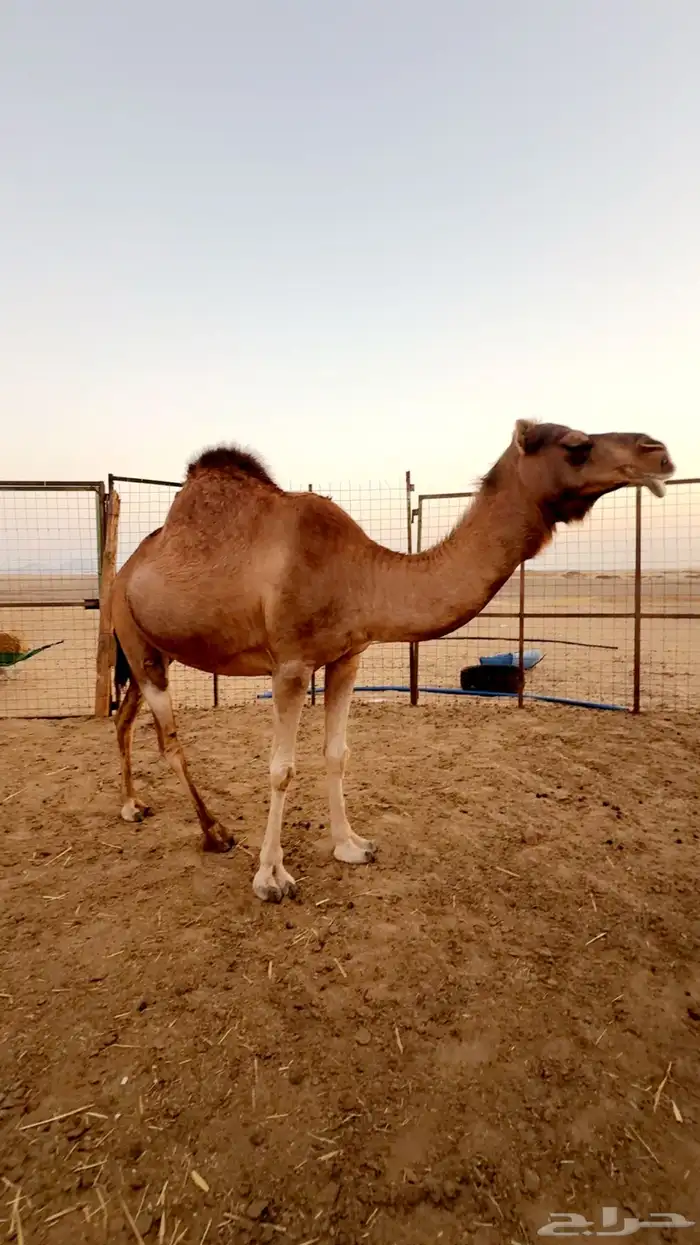 ناقه ساحليه حايل 6