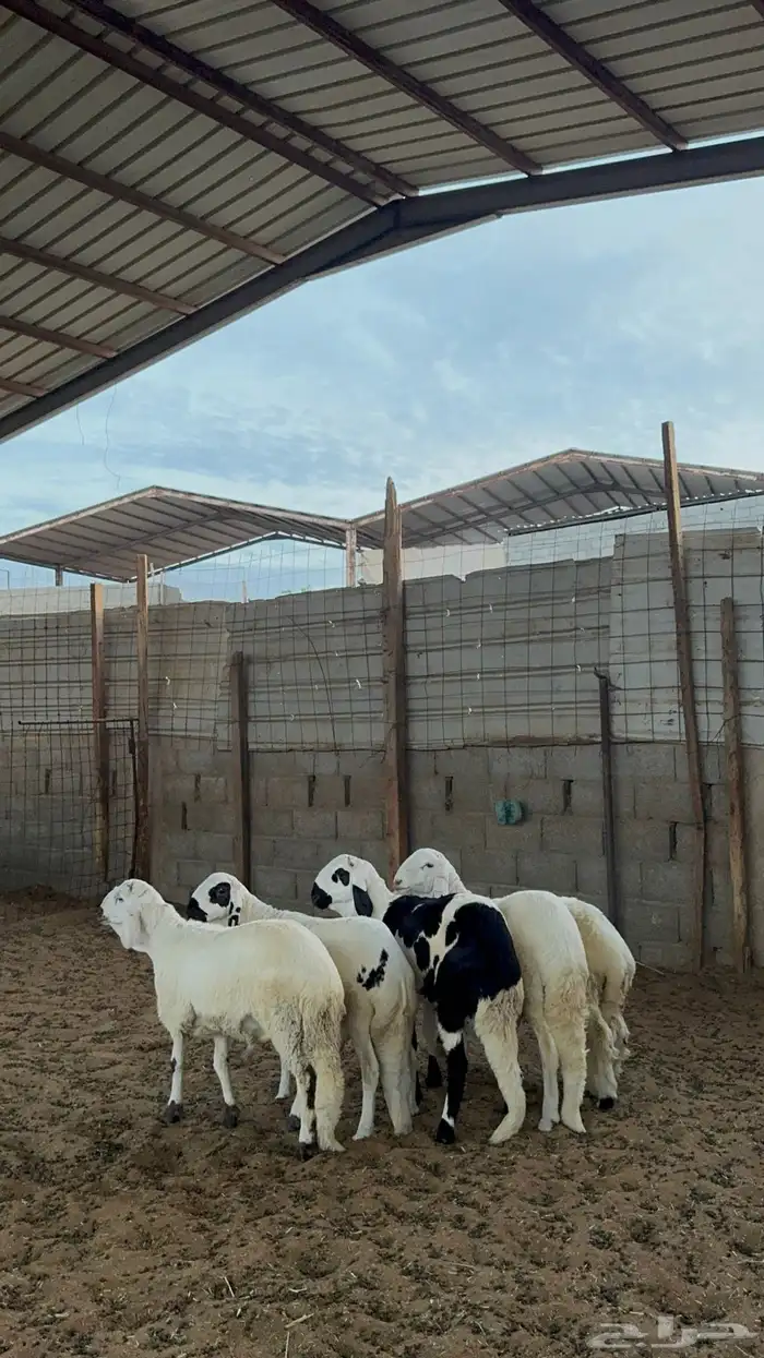 خرفان سواكن 4