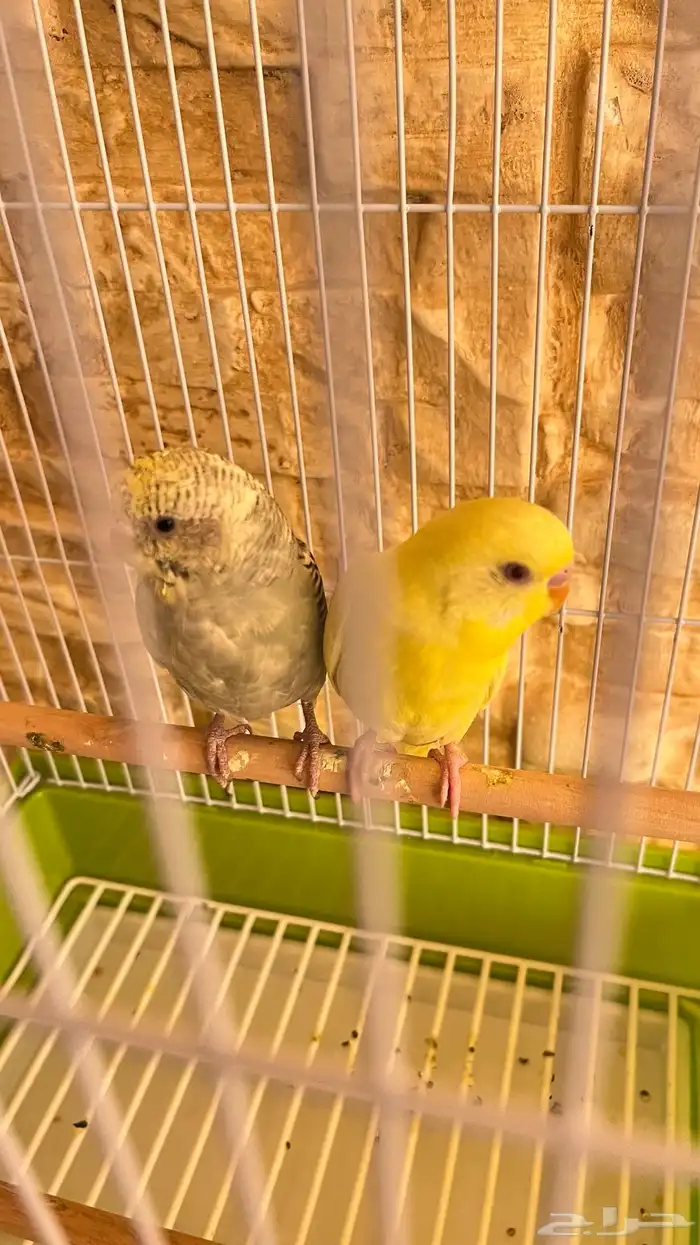 عصافير معى القفص والاكل حقها 1