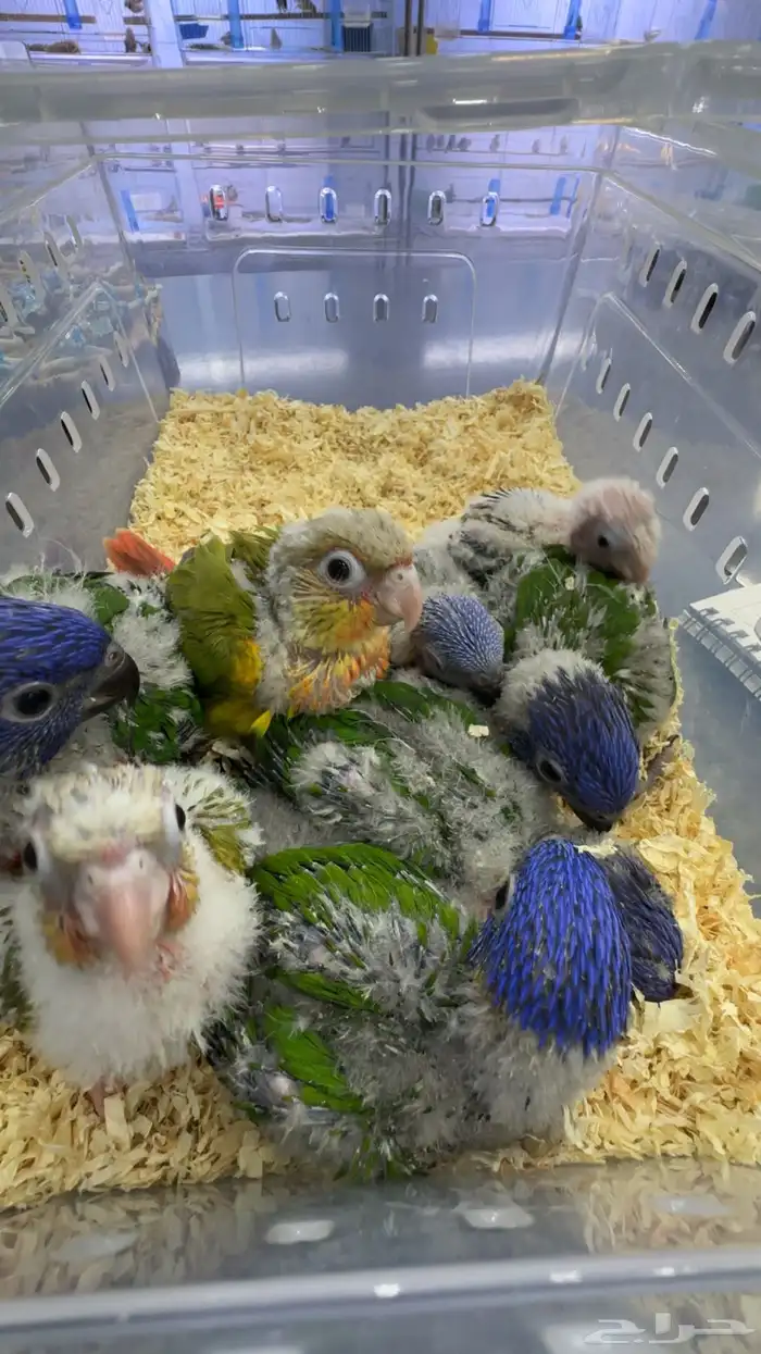 فروخ لوري فروخ كنيور 0