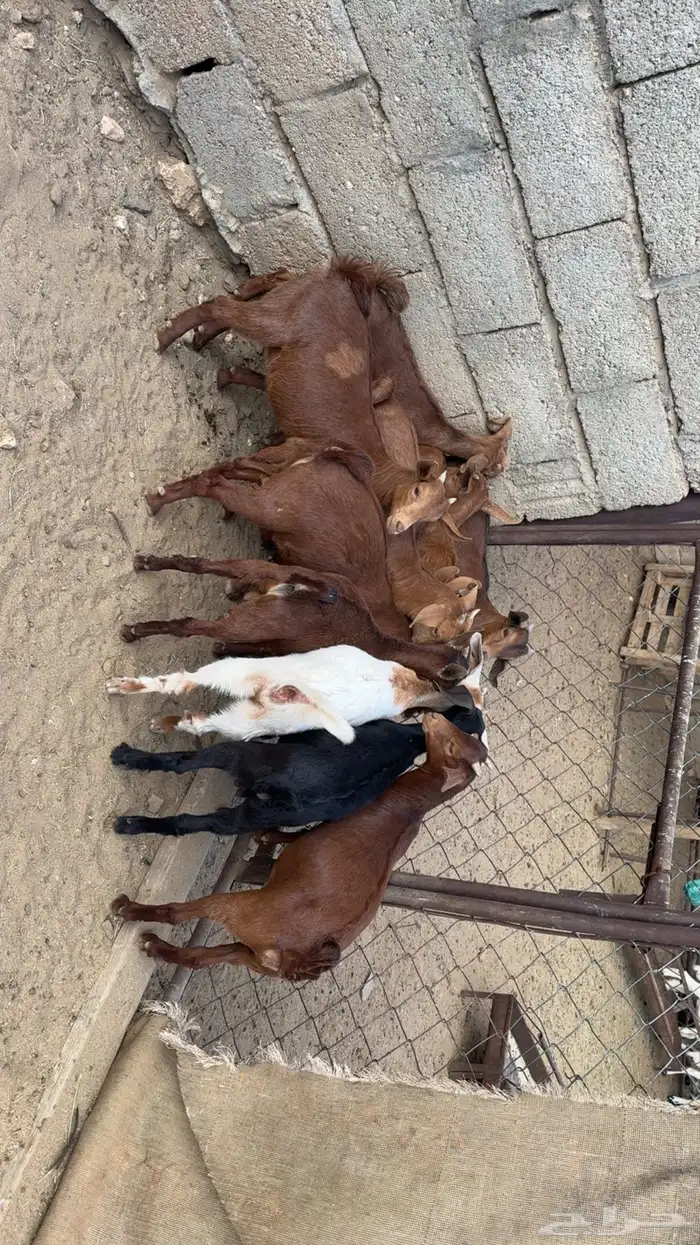 تيوس وعنقان بلديه 0