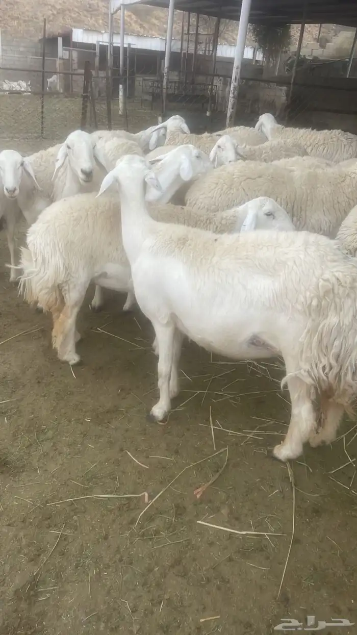 غنم حري صنف 5
