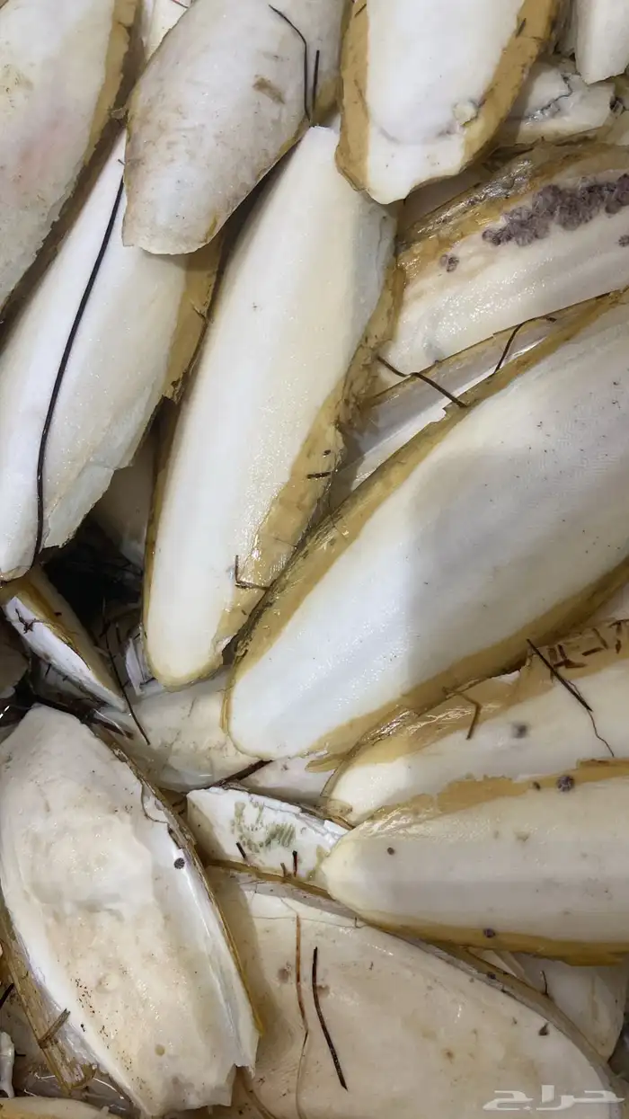 عظم خثاق او حبار (كالسيوم الطيور ) 0