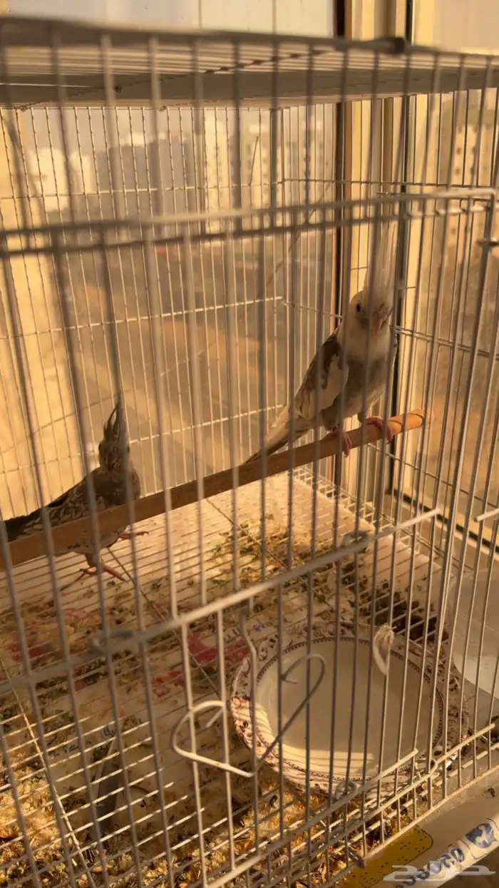 فروخ كروان 2