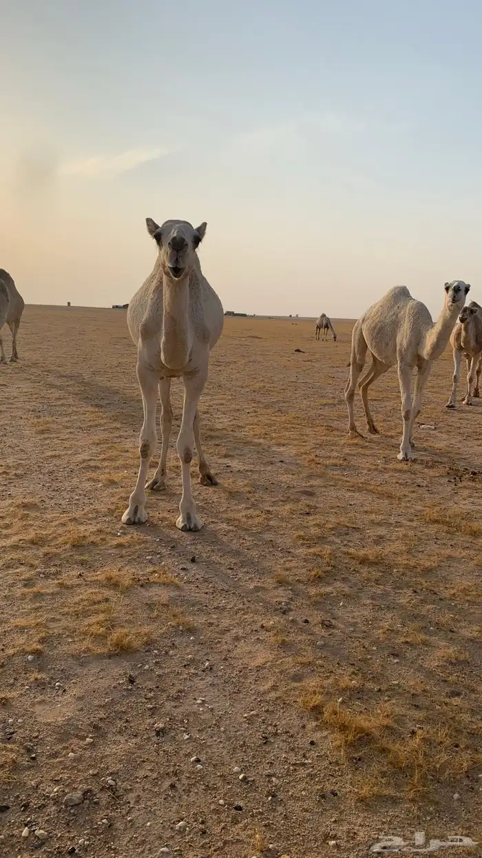 حفرالباطن القيصومه 2