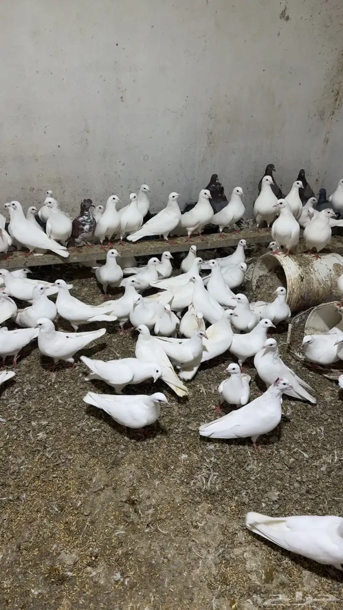 حمام فرنسي 0