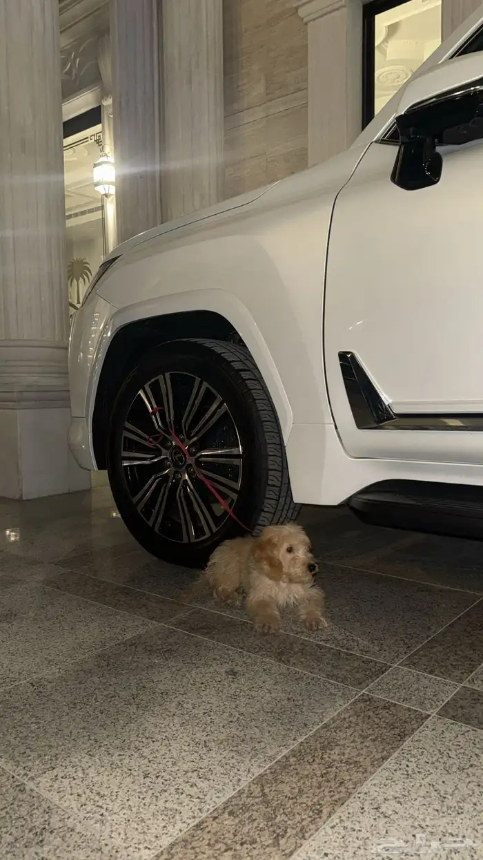 كلبة انثى قولدن دودل للبيع 1