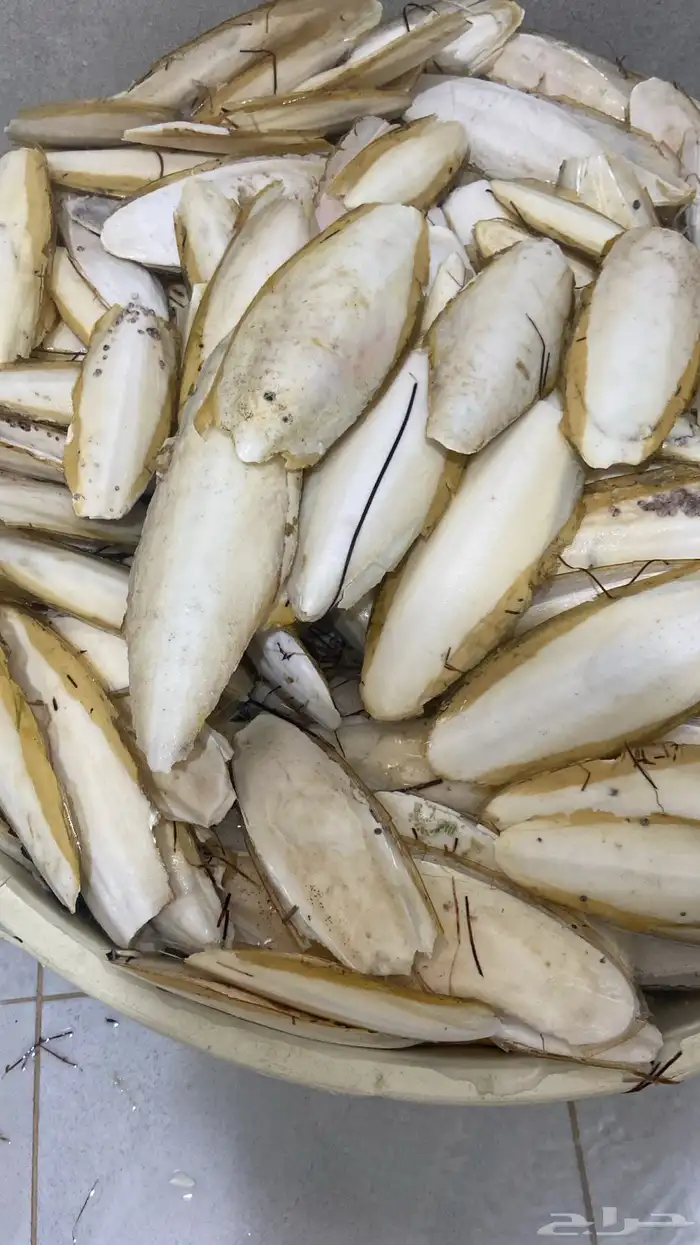 عظم خثاق او حبار (كالسيوم الطيور ) 1