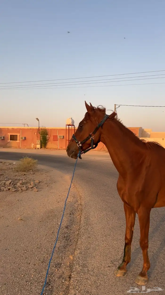 السلام عليكم اعرض عليكم حصان انتاج خصي حدي1700 1