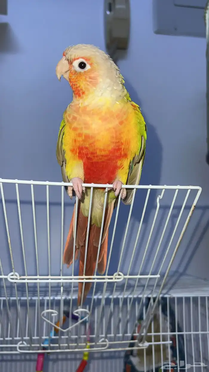 كنيور   اناناس رد فاكتور 1