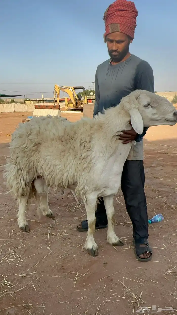 فحل حري مشروط 0