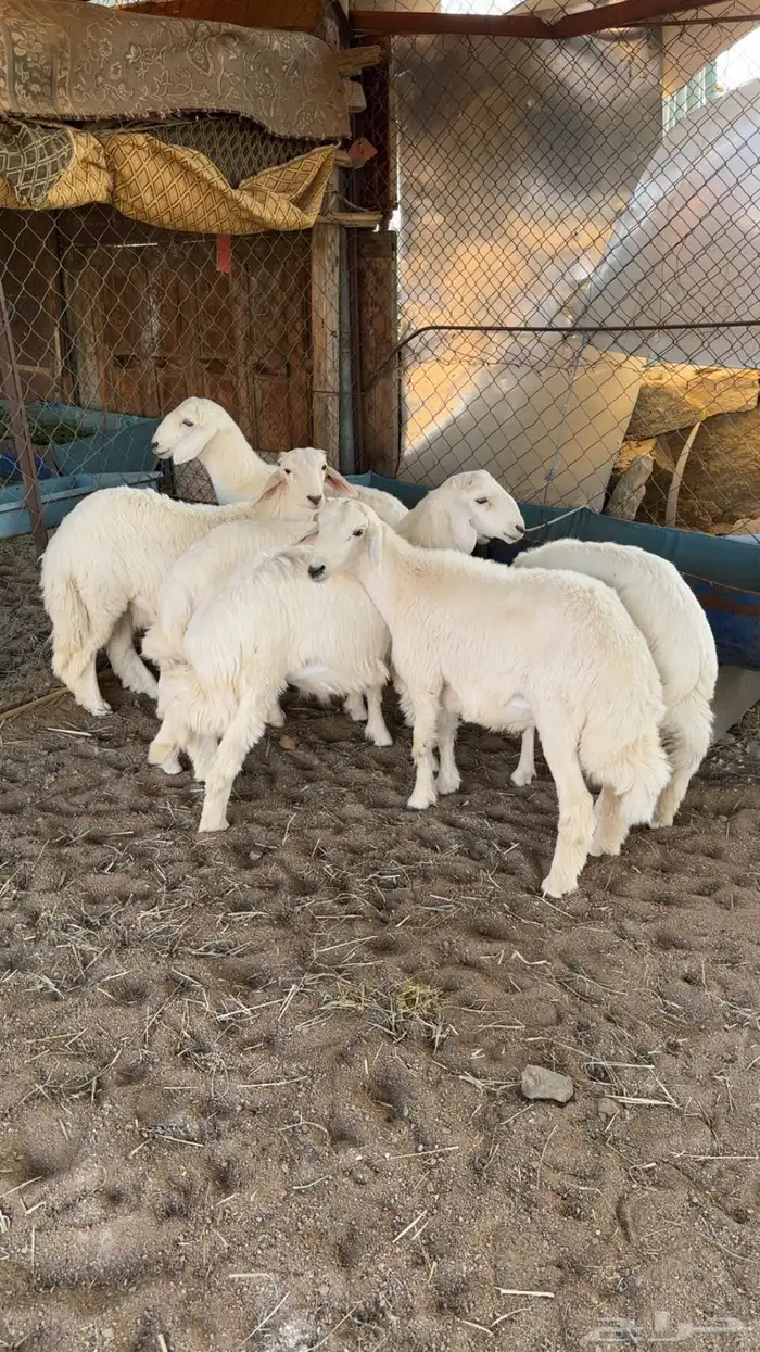 بهم كفو فل شحم وأطراف 2