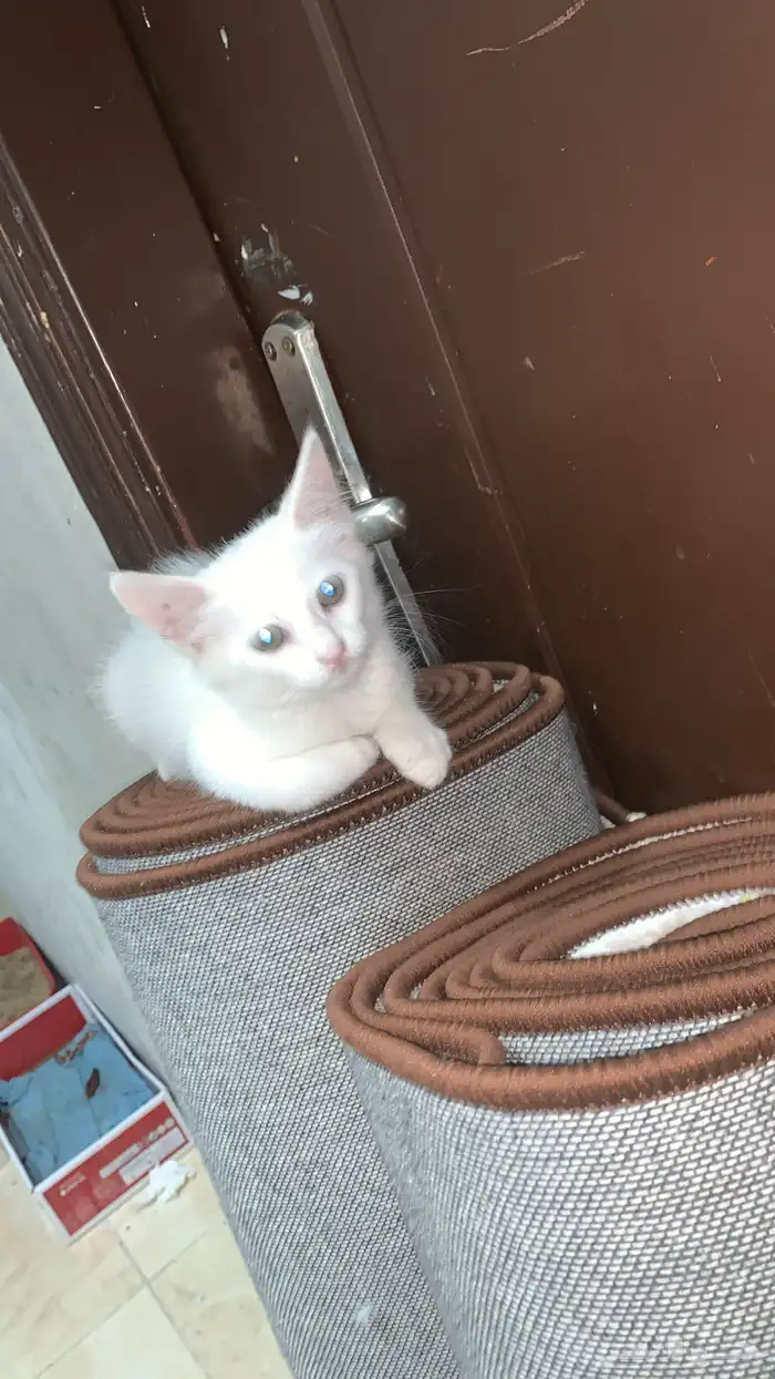 قطه ل تبني نضيف ويحب يلعب ونضيف مرا 0