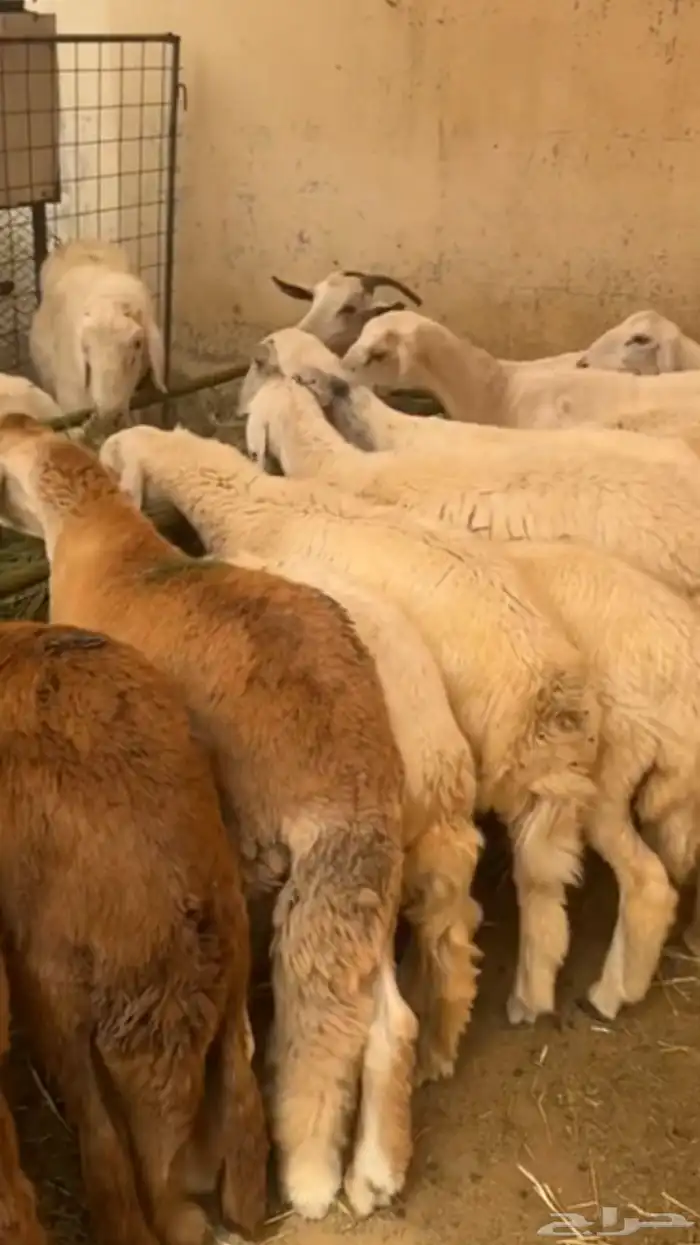 ذبايح حري وسواكني 6