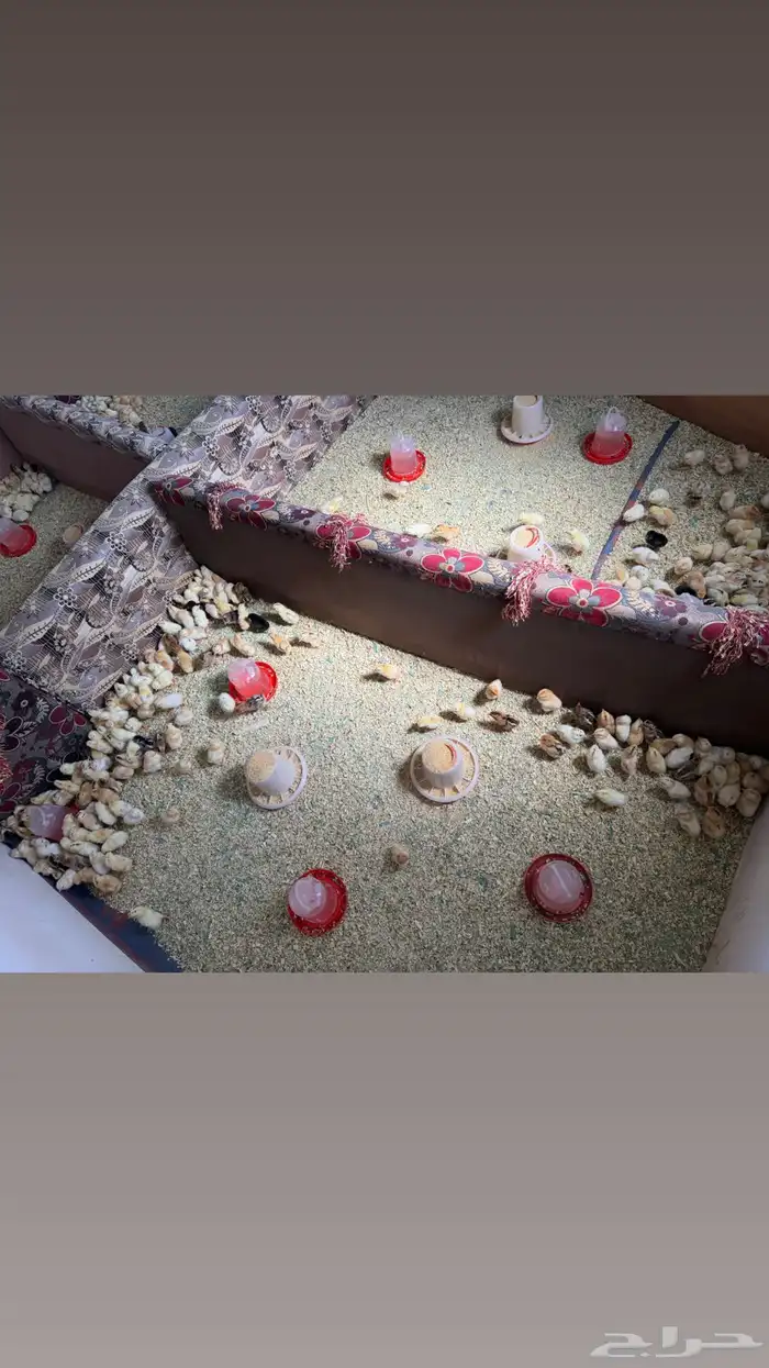 صوص العمر من 4 ل 5 0