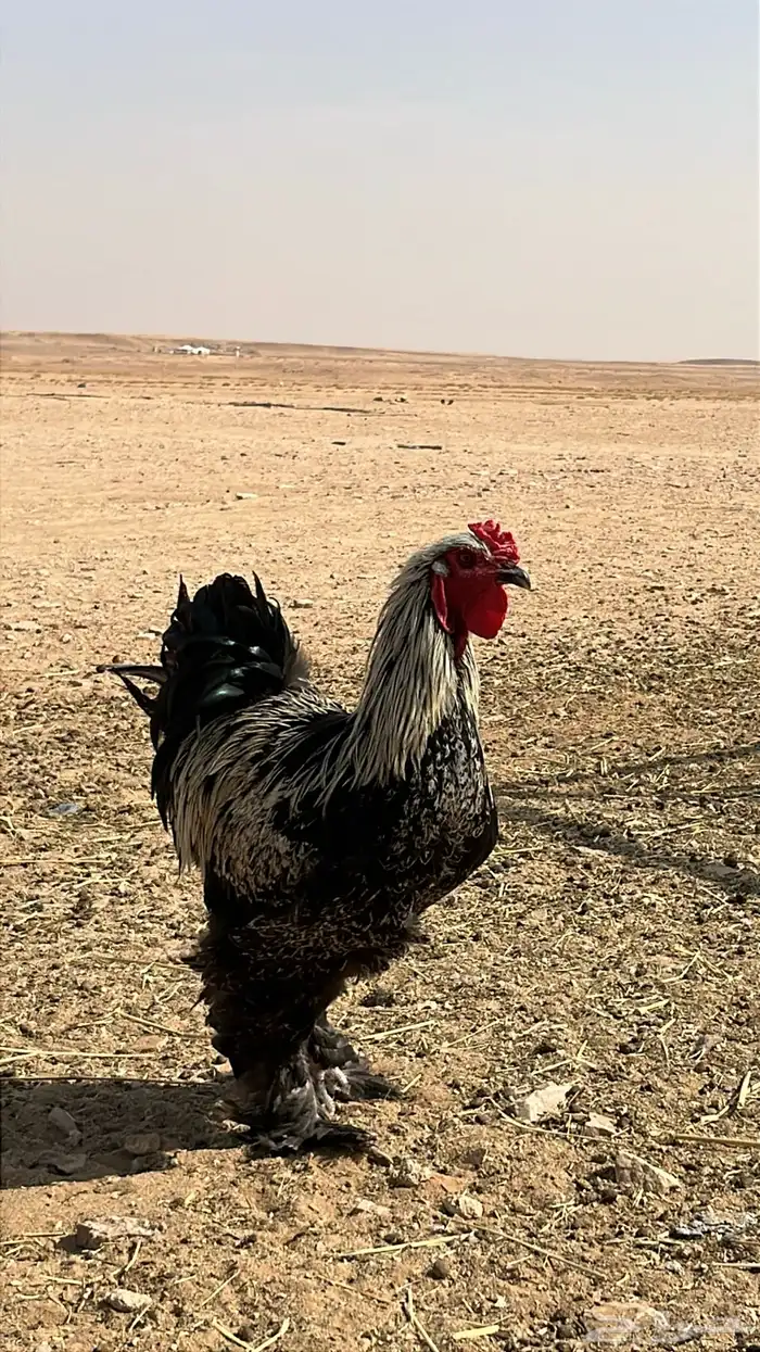 للبيع ديوك و دجاج بياض برامه كولومبي فاخر 2