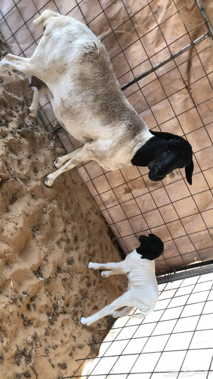 شاه بربريه والد تحتها خروف 1