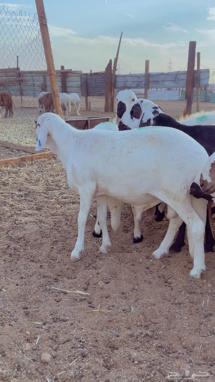 طليان سواكن - نعيم - رفيد - برابر 2