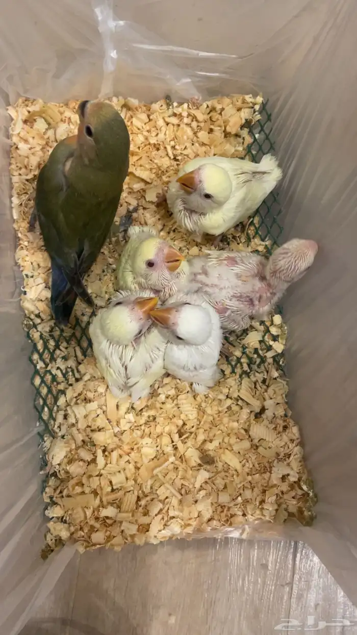 فروخ روز غر جملة وتفريد 0