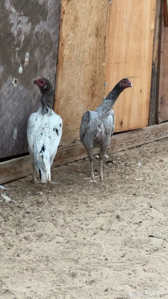 دجاج سندي خاكي 0