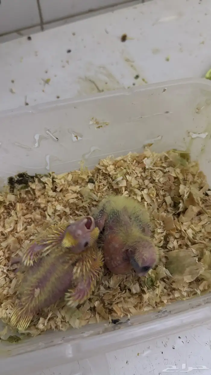 فروخ كروان 1