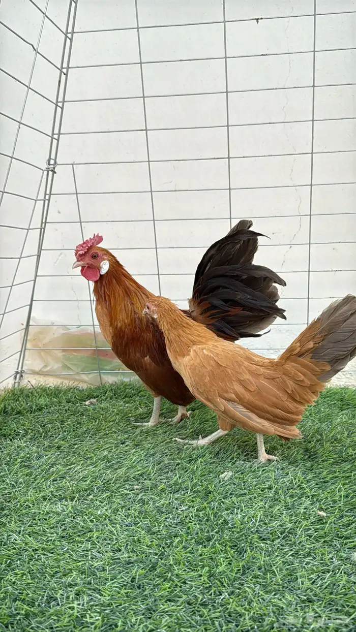 جوز دجاج روز 1