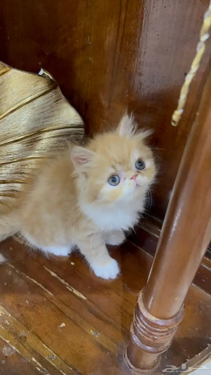 دكر شيرازي بيكي فيس العمر شهر ونص خالي من الأمراض 1