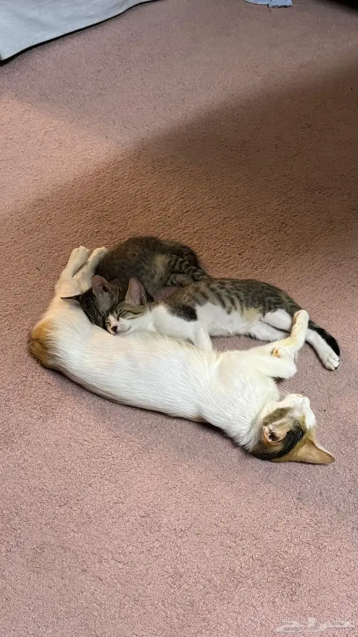 قطط للتبني بلدي لعوبيين 0