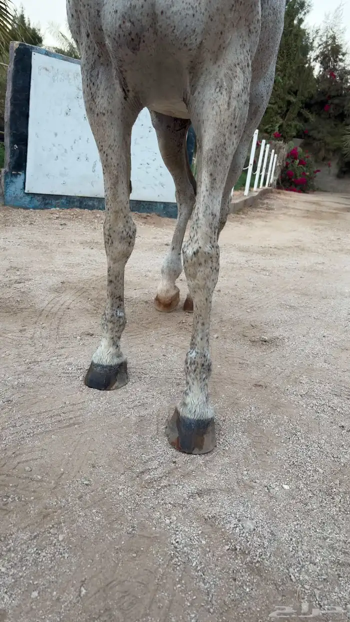 فرس مصريه بيور فاخرة هاديه ولقاح 4