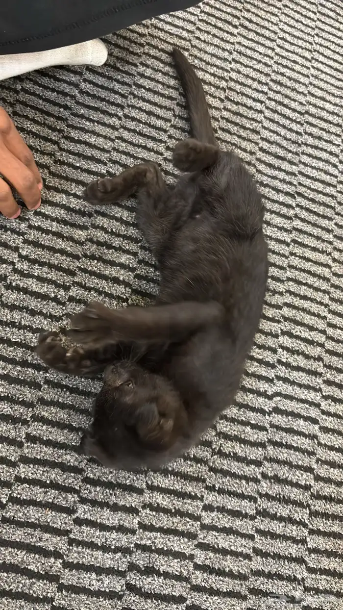 قطه للتبني سكوتش فولد ذكر مع أغراضه كامله 0