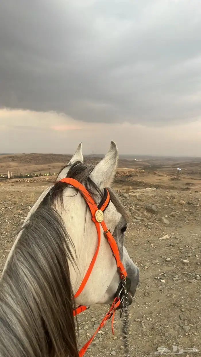 مربط وإسطبل فخر الجنوب 1