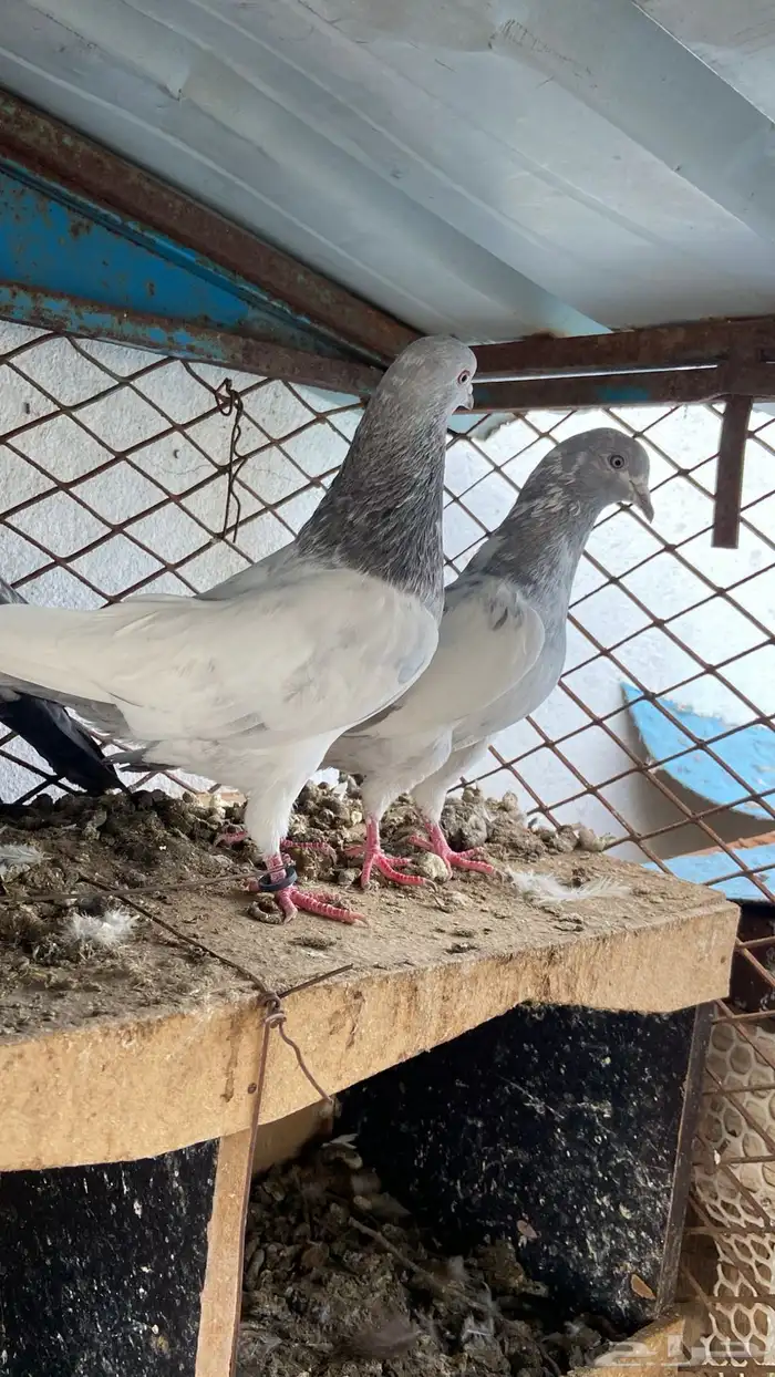 حمام باكستاني 0