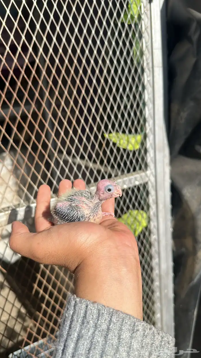 فروخ كروان 1