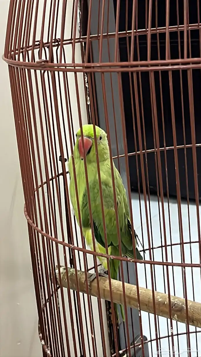 ببغاء الدر 0