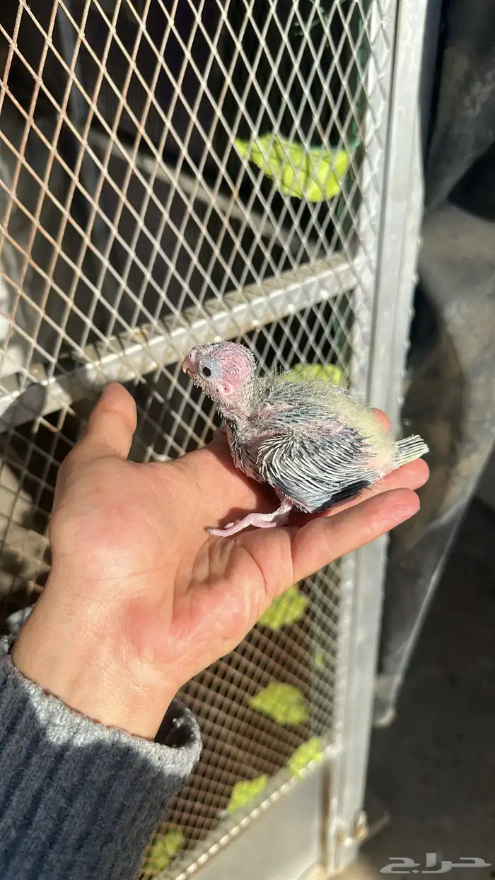 فروخ كروان 0