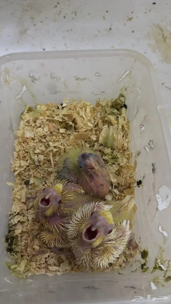 فروخ كروان 0