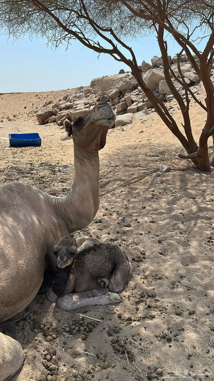 خلفه مصغر البيع مستعجل 2