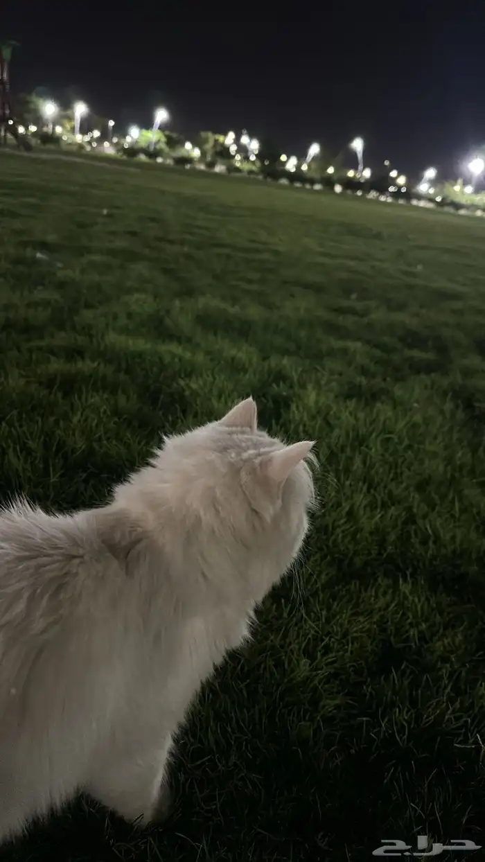 قط للبيع شيرازي عمره 8 شهور ذكر مع اغراضه 1