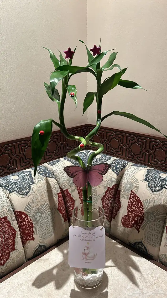 هدايا سمك ونباتات 3