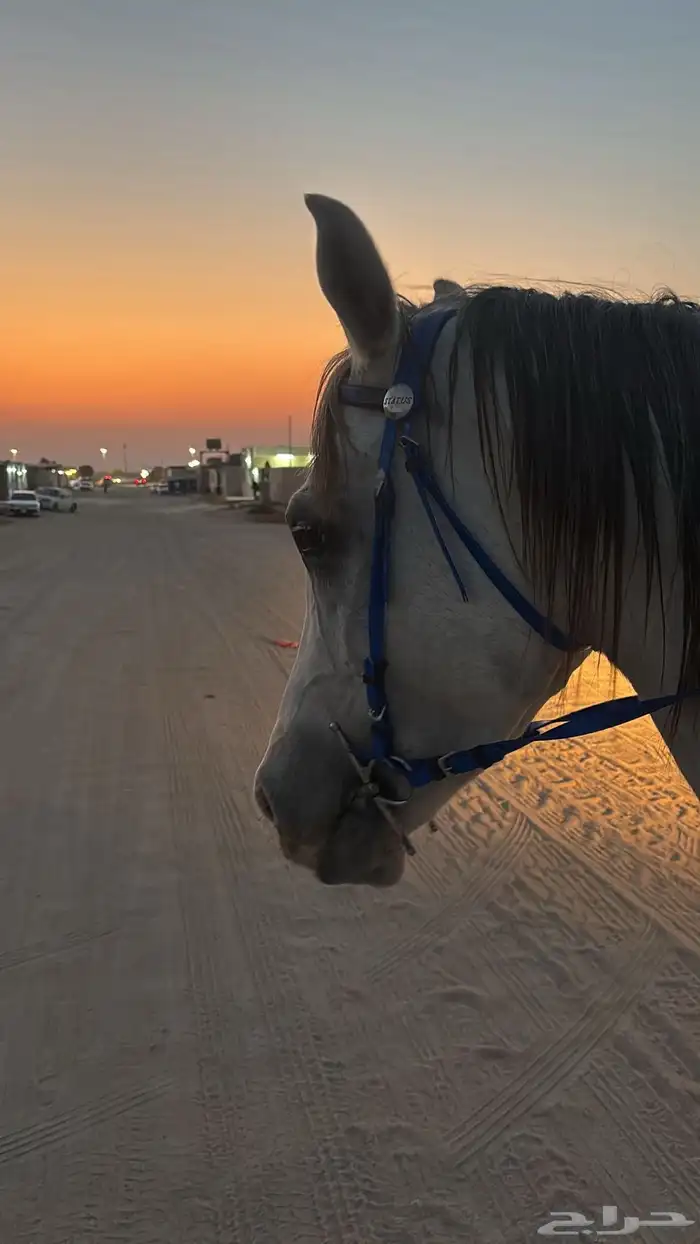 حصان شعبي للبيع 3